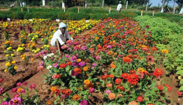 Floriculture Projects